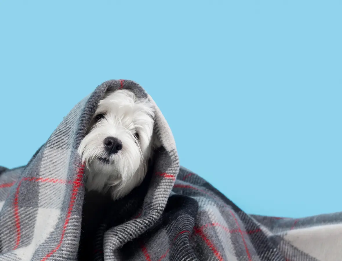 Why Dogs Should Never Eat Chocolate, Onions, or Grapes